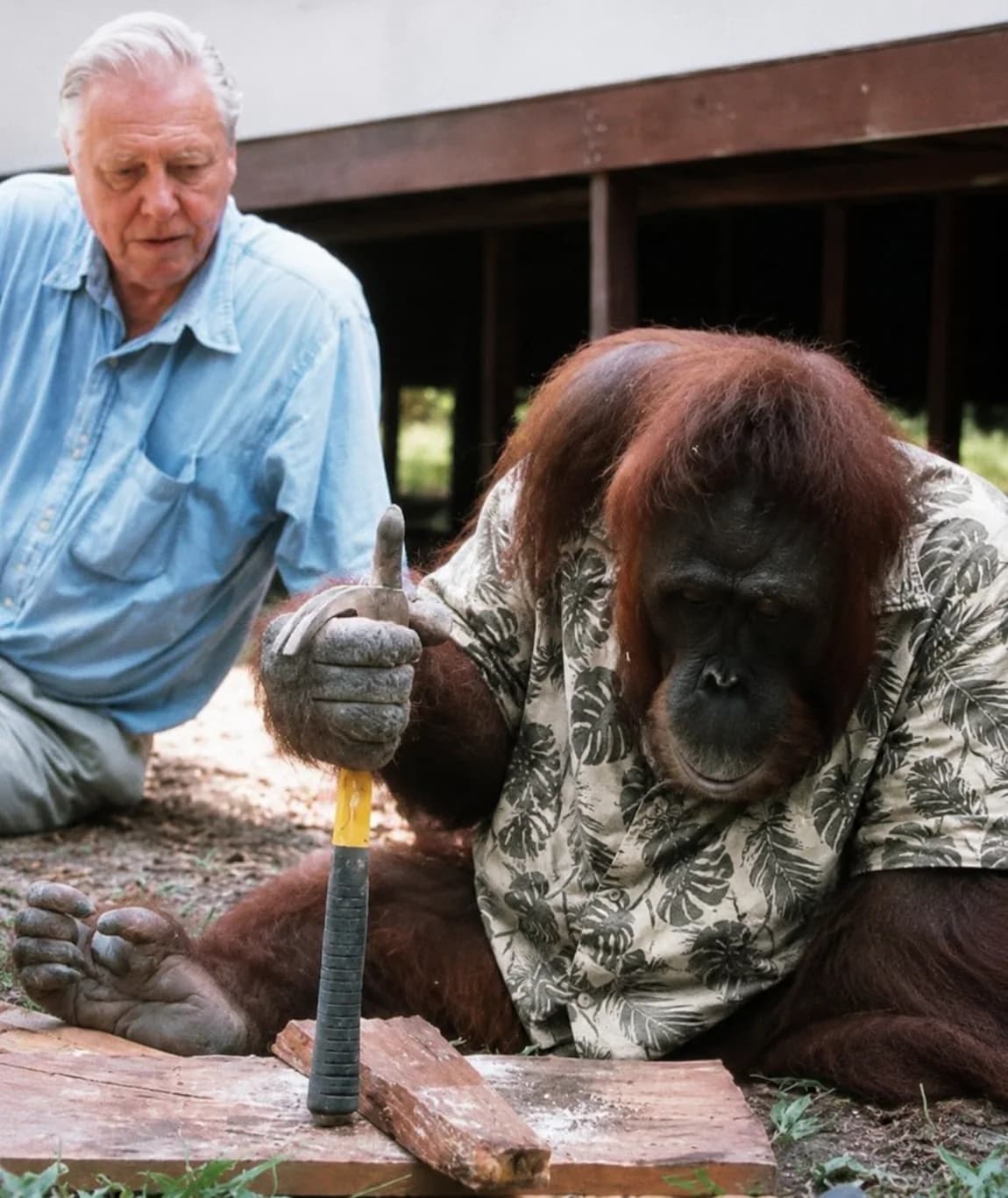 Un orang-outan en chemise à fleurs plante un clou au marteau, observé par un homme accroupi à côté de lui